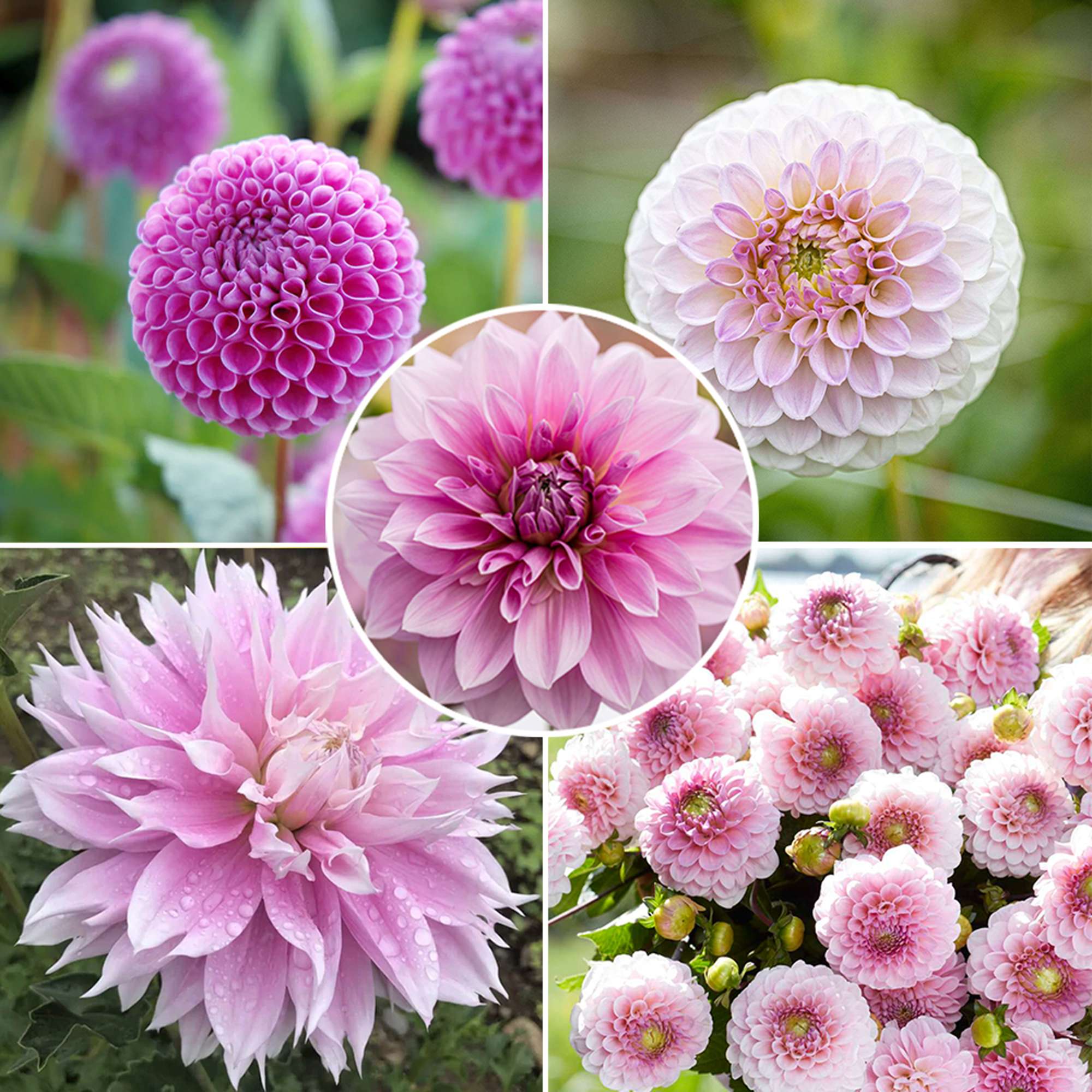 Dahliamix 'Pink Favorites'